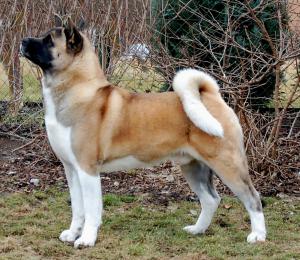 GCh.JCh.At Your Own Risk Angel in Fur