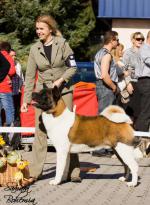 V�stavy - archiv ( od 2010 )